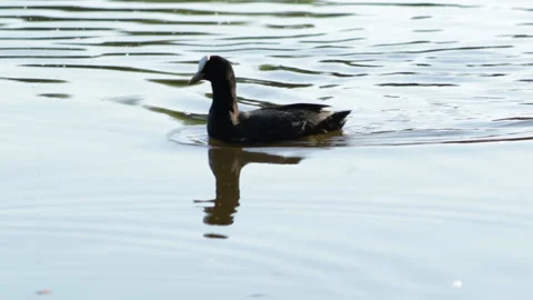 Coot swims Video stock 91738531