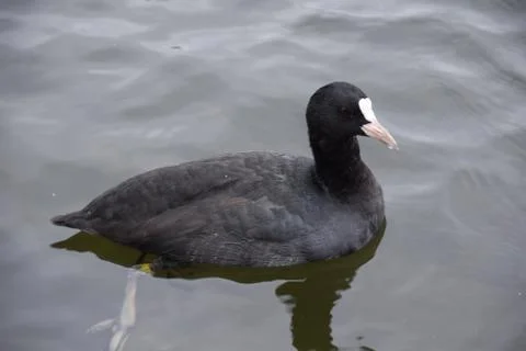 Coot on the Thames Foto stock