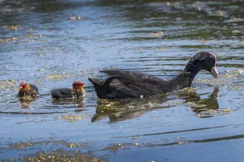 Coot with two fluffy chicks Stock-Fotos