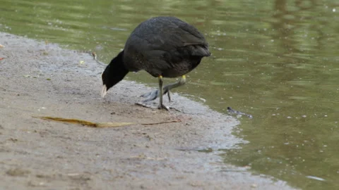 Coot walks on the beach Stock Footage 90376245