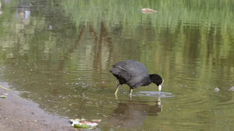 Coot walks on water Stock Footage 91177950