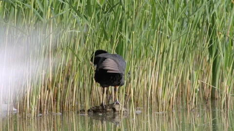 Coot washes 库存影片 91704050