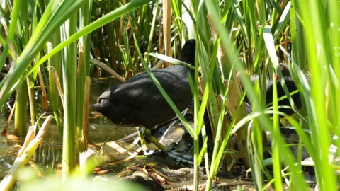 Coot washes in the reeds Video stock 120924349
