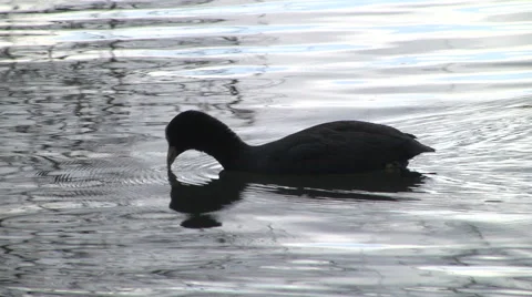 Coot watching into the deep lake Stock Footage 68389634