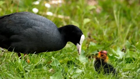 Coot water bird with chick Stock-Footage 270817036