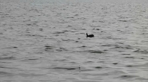 Coot in water Stock Footage 33705598