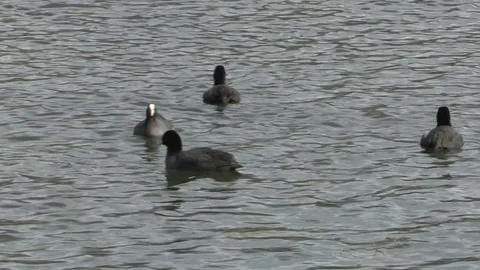 Coot in water Stock Footage 84470848