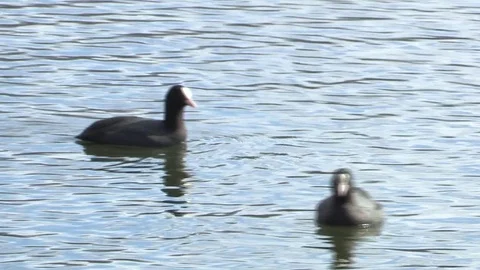 Coot in water Stock Footage 84472321