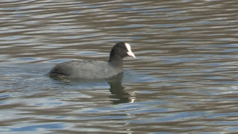 Coot in water Stock Footage 85622196