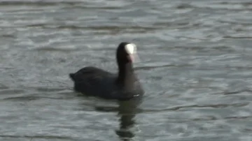 Coot in water Stock Footage 85622233