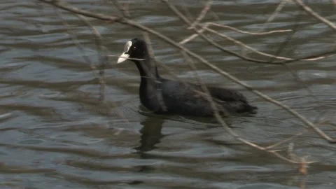 Coot in water Stock Footage 85622541