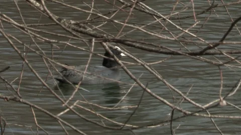 Coot in water Video stock 85622703