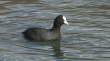 Coot in water Stock Footage 85622717