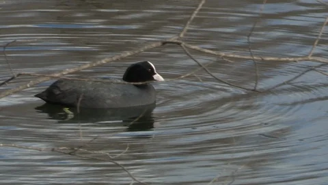Coot in water Stock Footage 85624603