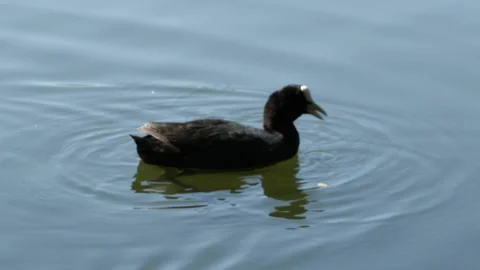 Coot in water Stock Footage 90482495