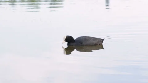 Coot on the water Vidéo 91737223