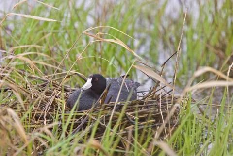 Coot in water Stock Photos