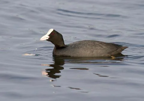 Coot who eats from the water. Foto stock