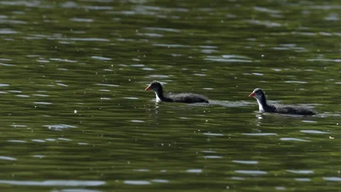 A Coot with young Chicks on a pond Stock Footage 242700409
