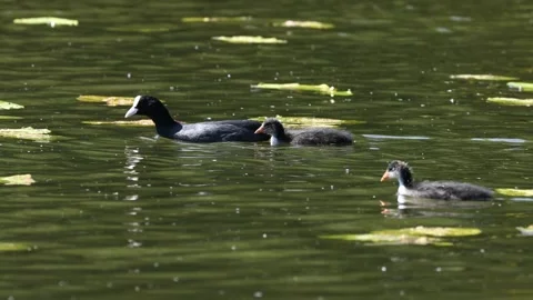 A Coot with young Chicks on a pond Stock Footage 242700675
