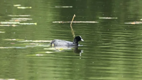 A Coot with young Chicks on a pond Stock Footage 242700755
