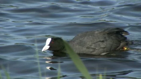 Coot2 Stock-Footage 355461