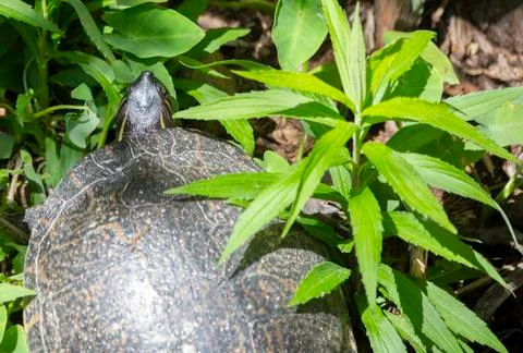 Cooter Turtle Stock Photos