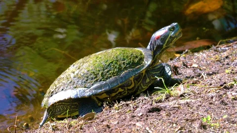 Cooter Turtle Running Back Into the Water 4k  Stock Footage 78546753