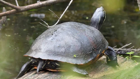 COOTER TURTLES Stock Footage 273202766