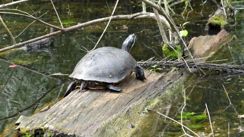 COOTER TURTLES JUMP INTO WATER Stock Footage 273203041