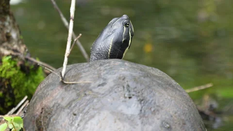 COOTER TURTLES ON LOG CLOSE UP Stock Footage 273193654