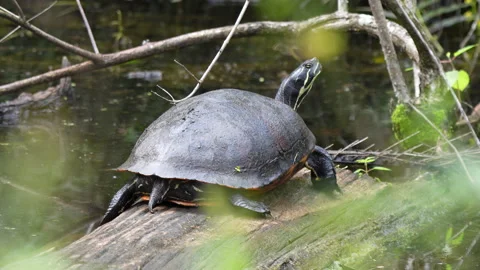 COOTER TURTLES ON LOG Stock Footage 273193387