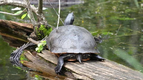 COOTER TURTLES ON LOG MEDIUM SHOT Stock Footage 273194596
