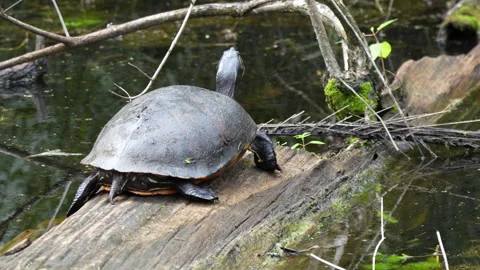 COOTER TURTLES ON LOG WIDE SHOT Video stock 273203545