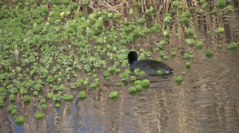 CootFeedingInPond Stock Footage 282609