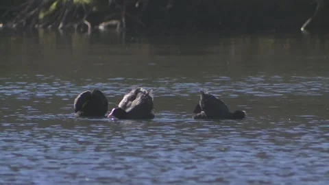 Coots are fighting on a lake in spring Stock Footage 261801966