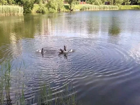 Coots bout in the park pond in Poland Stock Footage 80910717