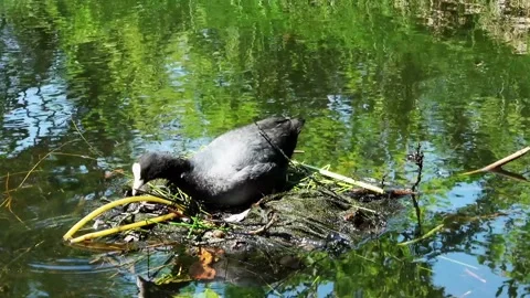 Coots building a nest in the ditch Stock Footage 139795833