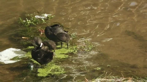 Coots cleaning their feathers 스톡 동영상 798430