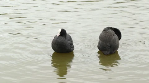 Coots cleaning their feathers 動画素材 146287264