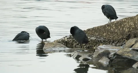 Coots cleaning themselves by a pier Video stock 230965566