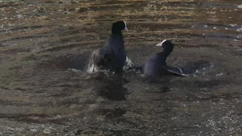 Coots divide territory before nesting Stock Footage 329677788