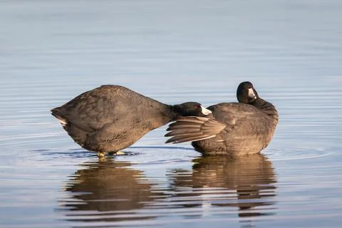 Coots engaging in preening and mild aggression behavior Stock Photos