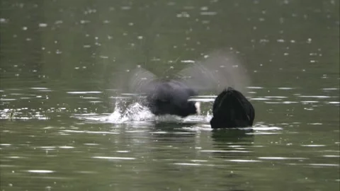 Coots fighting on a lake in spring Stock Footage 263876878