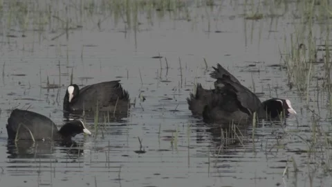 Coots fighting in springtime Stock Footage 169640972