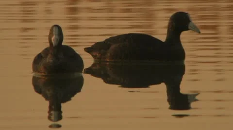 Coots 库存影片 10729964