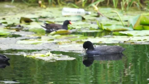 Coots Stock Footage 136827777