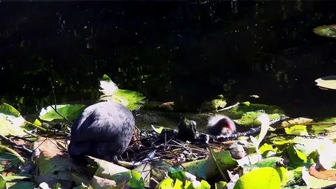 Coots (fulica atra) build a second nest for second broodsel Stock Footage 83263442