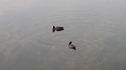 Coots, Fulica atra Video stock 30363046