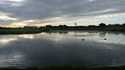 Coots on golf lake Stockbeeldmateriaal 91771340